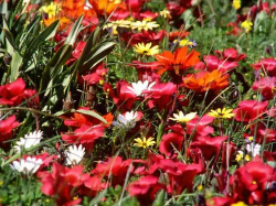 BBC Prywatne życie roślin / The Private Life of Plants (1995) PDTV.XViD-NoGroup |Lektor PL +rmvb BBC Prywatne życie roślin / The Private Life of Plants (1995) PDTV.XViD-NoGroup |Lektor PL +rmvb