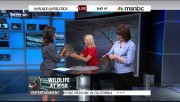 Contessa Brewer (booty shots) 6/15/10 MSNBC HD